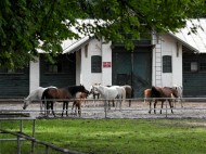 نائب رئيس الإيكاهو «آنا» في حديث خاص للـ «الأصالة»  عن السلالة البولندية: هذا كلام عار من الصحة ..!