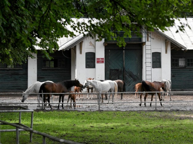 نائب رئيس الإيكاهو «آنا» في حديث خاص للـ «الأصالة»  عن السلالة البولندية: هذا كلام عار من الصحة ..!