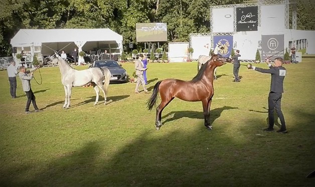 تألق للخيول الخليجية في ختام بطولة بروج 2020 – النتائج النهائية