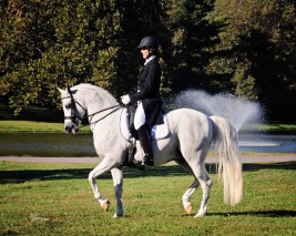 حتى لا يطغى الكم على النوع ..! دعوة للمزيد من المناشط لاستيعاب الاعداد الضخمة من الخيول 