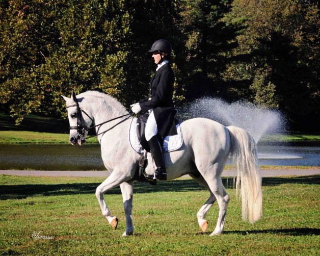 حتى لا يطغى الكم على النوع ..! دعوة للمزيد من المناشط لاستيعاب الاعداد الضخمة من الخيول 