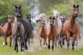 السلالة البولندية وأصالتها ..!