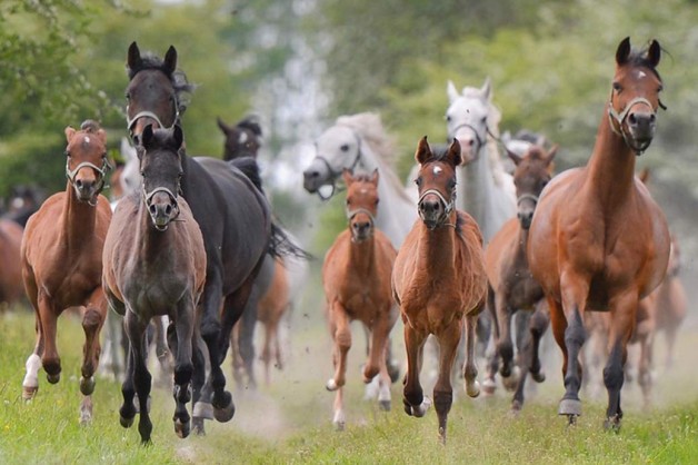 السلالة البولندية وأصالتها ..!