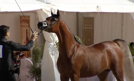 النتائج النهائية لبطولة براغ الدولية للخيول العربية 2020