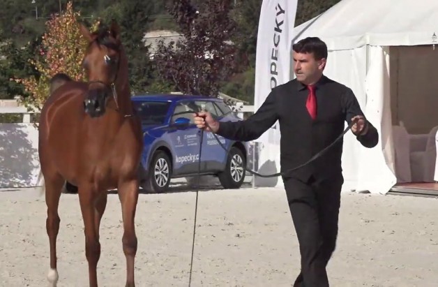 “ع ج ميسورا”تهدي مربط عجمان ذهبية المهرات في بطولة براغ 2020