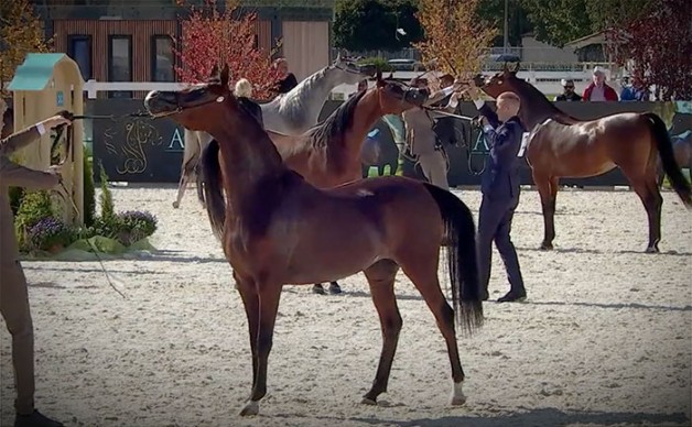 النتائج النهائية للبطولة الاوروبية 2020 لجمال الخيل العربية – براغ