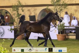 نتائج اليوم الثاني لبطولة الانتاج المحلي التاسعة 2020 لجمال الخيل العربية