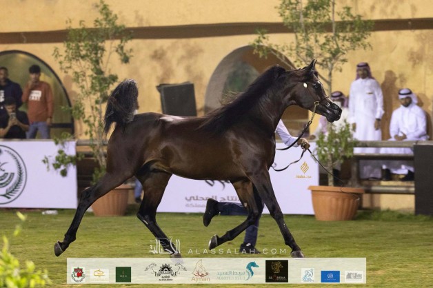 نتائج اليوم الثاني لبطولة الانتاج المحلي التاسعة 2020 لجمال الخيل العربية