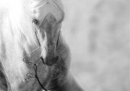 الحمود مثّل سمو الأمير في رعاية بطولة الكويت الدولية لجمال الخيل العربي