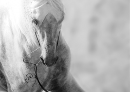 بايونير للمزادات تنظم مزاداً للخيول العربية مرافقاً لبطولة دبي