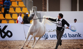 ختام ناجح لمهرجان جمال الخيل