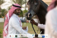 النتائج النهائية بالصور لبطولة الانتاج المحلي التاسعة 2020 لجمال الخيل العربية