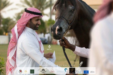 النتائج النهائية بالصور لبطولة الانتاج المحلي التاسعة 2020 لجمال الخيل العربية