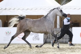 نتائج وصور اليوم الأول لمهرجان الشارقة للجواد العربي ٢٠٢٠ – السلالة المصرية
