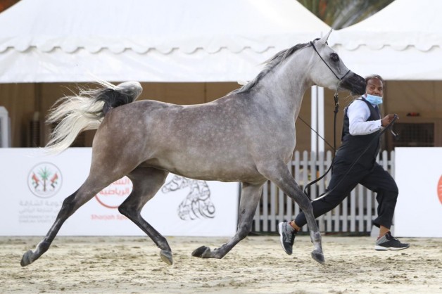 نتائج وصور اليوم الأول لمهرجان الشارقة للجواد العربي ٢٠٢٠ – السلالة المصرية