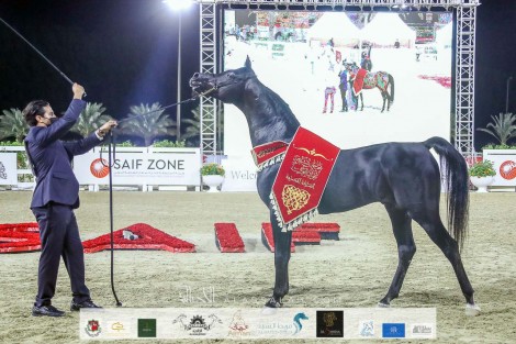 النتائج النهائية والصور لمهرجان الشارقة للجواد العربي ٢٠٢٠ – السلالة المصرية