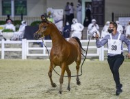 مزاد الشارقة للخيول العربية ٢٠٢٠ يحقق ١٫٤٨ مليون درهم والمهرة “دي ريدا” الأعلى سعراً 
