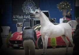 النتائج النهائية لبطولة العالم للخيول العربية من السلالة المصرية 2020