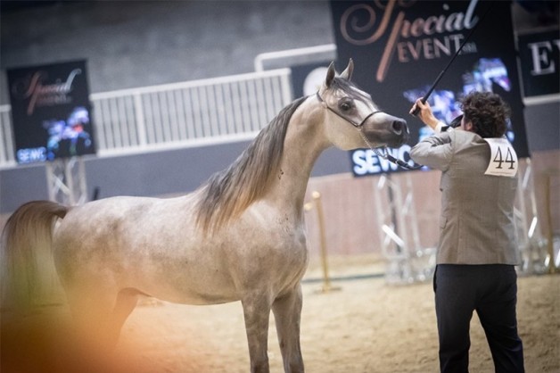 “سلام أكمل” يتوشح بذهبية الأمهر في بطولة العالم – السلالة المصرية 2020