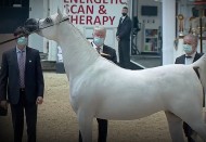 “لبانة القاسم” تهدي مربط السيد فضية الأفراس في بطولة العالم 2020 – السلالة المصرية