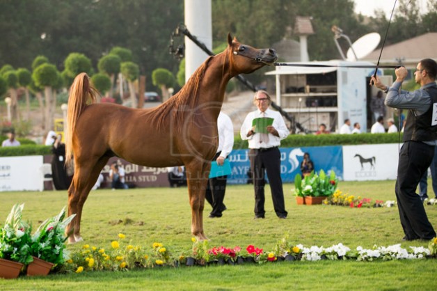 بدء التسجيل للمشاركة في بطولة مكة المكرمة للخيول العربية 2020