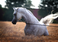 اليوم تفتتح بطولة الأحساء الثالثة لجمال الجواد العربي وبرعاية كريمة من الأمير خالد بن سلطان