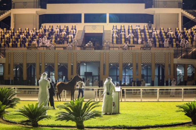 مزاد جمعية الإمارات للخيول ينجح بتحقيق 665 ألف درهم من المبيعات