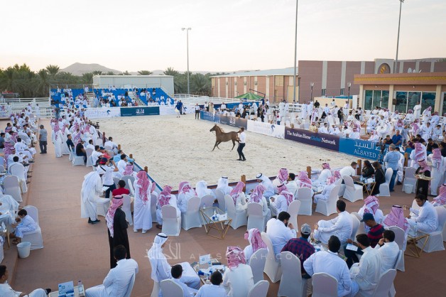 مزاد السيد 2020 الخامس للخيول العربية يقام يوم الجمعة المقبل بالجنادرية – القائمة
