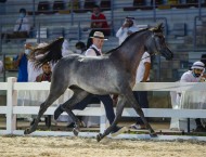 نتائج اليوم الأول لبطولة الإمارات الوطنية ٢٠٢٠ لجمال الخيول العربية بالصور