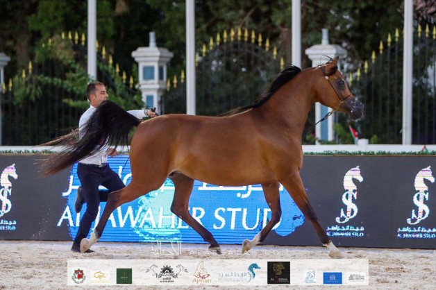 نتائج اليوم الثاني لبطولة الإمارات الوطنية ٢٠٢٠ لجمال الخيول العربية بالصور