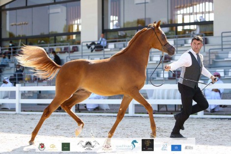 نتائج اليوم الثالث لبطولة الإمارات الوطنية 2020 لجمال الخيول العربية