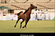 اعلان عن بطولة الإحساء الثالثة  لجمال الخيل العربية الاصيلة