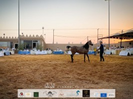 مزاد «السيد» 2020 يواصل تفرده ويحقق أكثر من 2 مليون ريال بلفته جميلة “سعر سوق وجودة عالية..!”