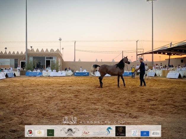 مزاد «السيد» 2020 يواصل تفرده ويحقق أكثر من 2 مليون ريال بلفته جميلة “سعر سوق وجودة عالية..!”