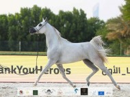فضيتان وبرونزية لـ «دبي» في بطولة الإمارات الوطنية 2020 للخيول العربية