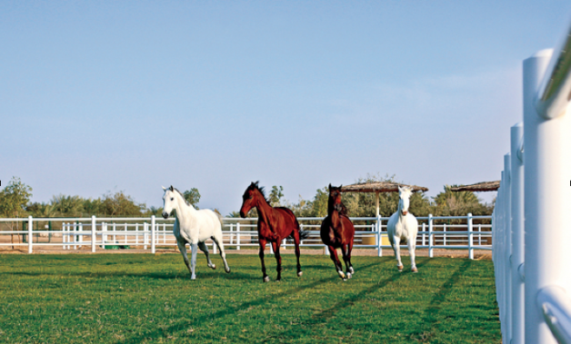 وصول خيول عربية أصيلة إلى صير بني ياس