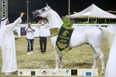 النتائج النهائية بالصور لبطولة الشارقة للجواد العربي – الإنتاج المحلي 2020