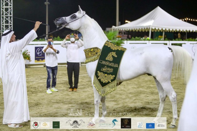 النتائج النهائية بالصور لبطولة الشارقة للجواد العربي – الإنتاج المحلي 2020