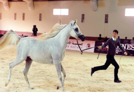 سلطان بن زايد يشهد منافسات اليوم الثاني من بطولة جمال الخيول العربية