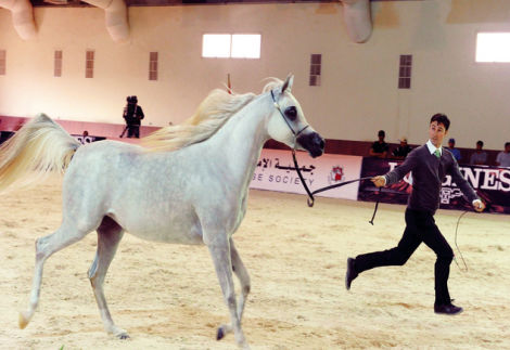 سلطان بن زايد يشهد منافسات اليوم الثاني من بطولة جمال الخيول العربية