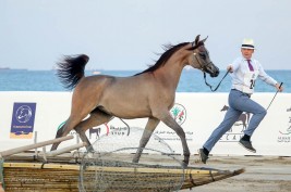 النسخة الثانية لمهرجان الشارقة كلباء للخيل العربية يوم غدٍ الاربعاء