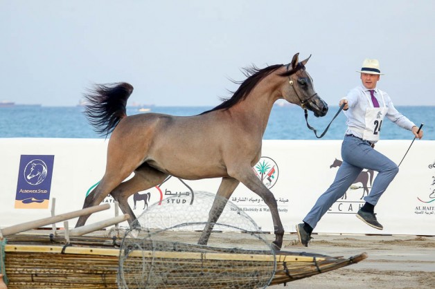 النسخة الثانية لمهرجان الشارقة كلباء للخيل العربية يوم غدٍ الاربعاء
