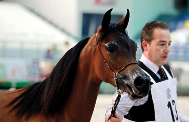 انطلاق مهرجان الجواد العربي بمشاركة 13 دولة