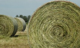 ما الأفضل: تغذية الخيل بالبرسيم أم الرودس كوجبة عشبية رئيسية..!