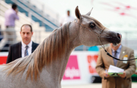 10 مسابقات في مهرجان الشارقة للجواد العربي