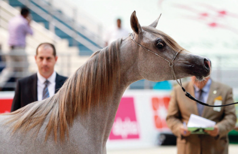 10 مسابقات في مهرجان الشارقة للجواد العربي