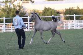  مزاد عجمان للخيول العربية 2020 ينجح بتحقيق 3.8 ميلون من المبيعات
