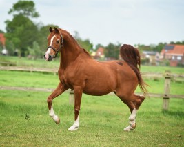 بادرونز سايكي أحد الأفحل البارزة والرابط الأمثل بين خط إنتاج القرن العشرين والواحد والعشرين