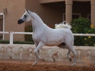 مزاد المعود ينجح بتحقيق 3.5  مليون ريال .. و «التنهاة» يتفوق بالتنظيم رغم الظروف الصحية