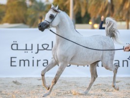بطولة الإمارات لمربي الخيول العربية تنطلق غدا في العين بمشاركة 336 خيلا وجوائزها 4 ملايين درهم